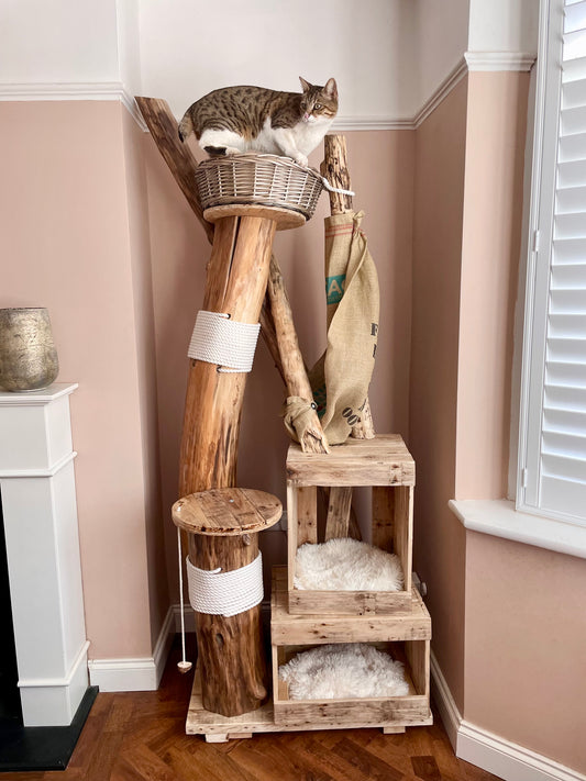 Pongy’s Palladium II