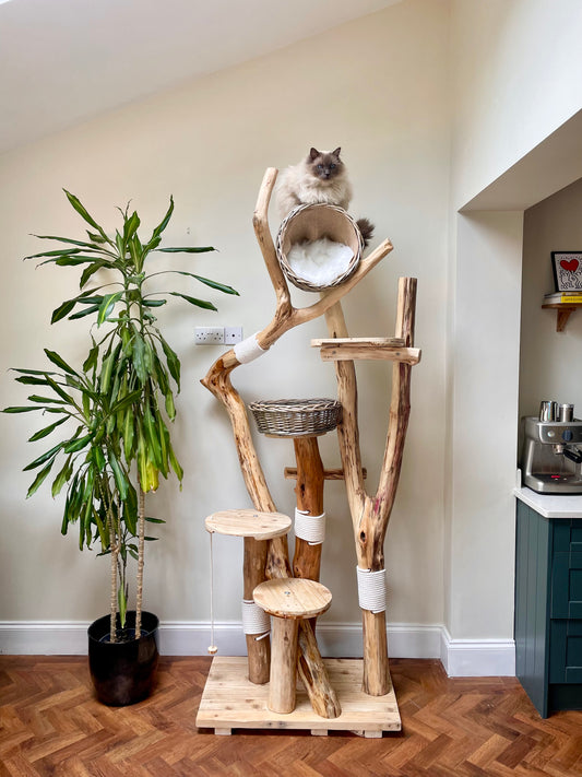 A Savannah Sanctuary in Shillingford