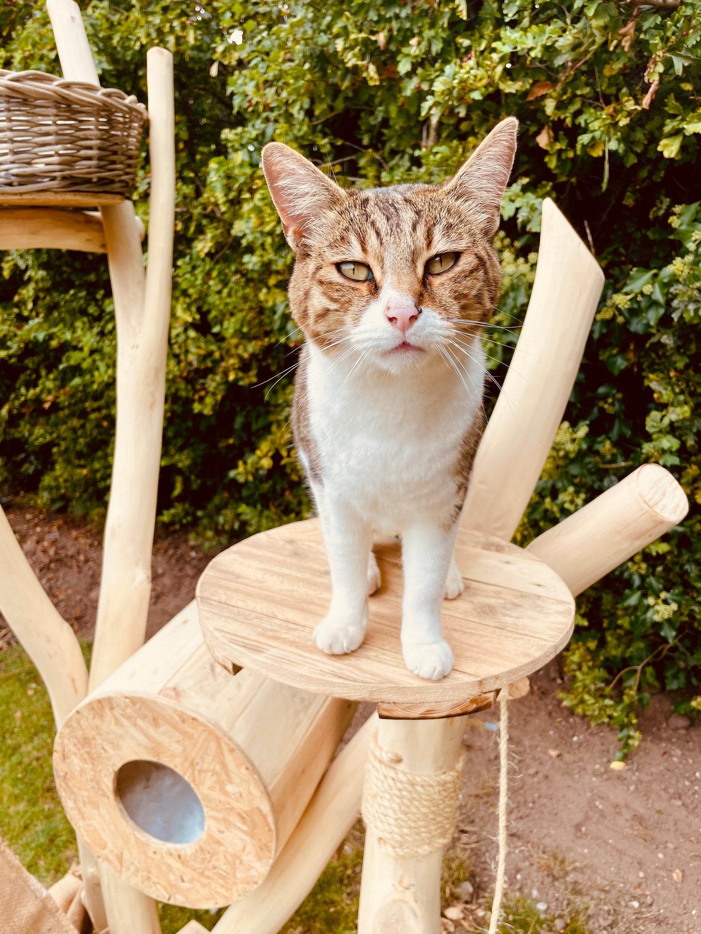 Tilly Mint’s Tree House