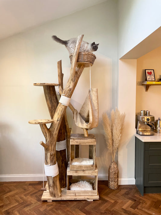 Oedipuss’s High Rise Complex