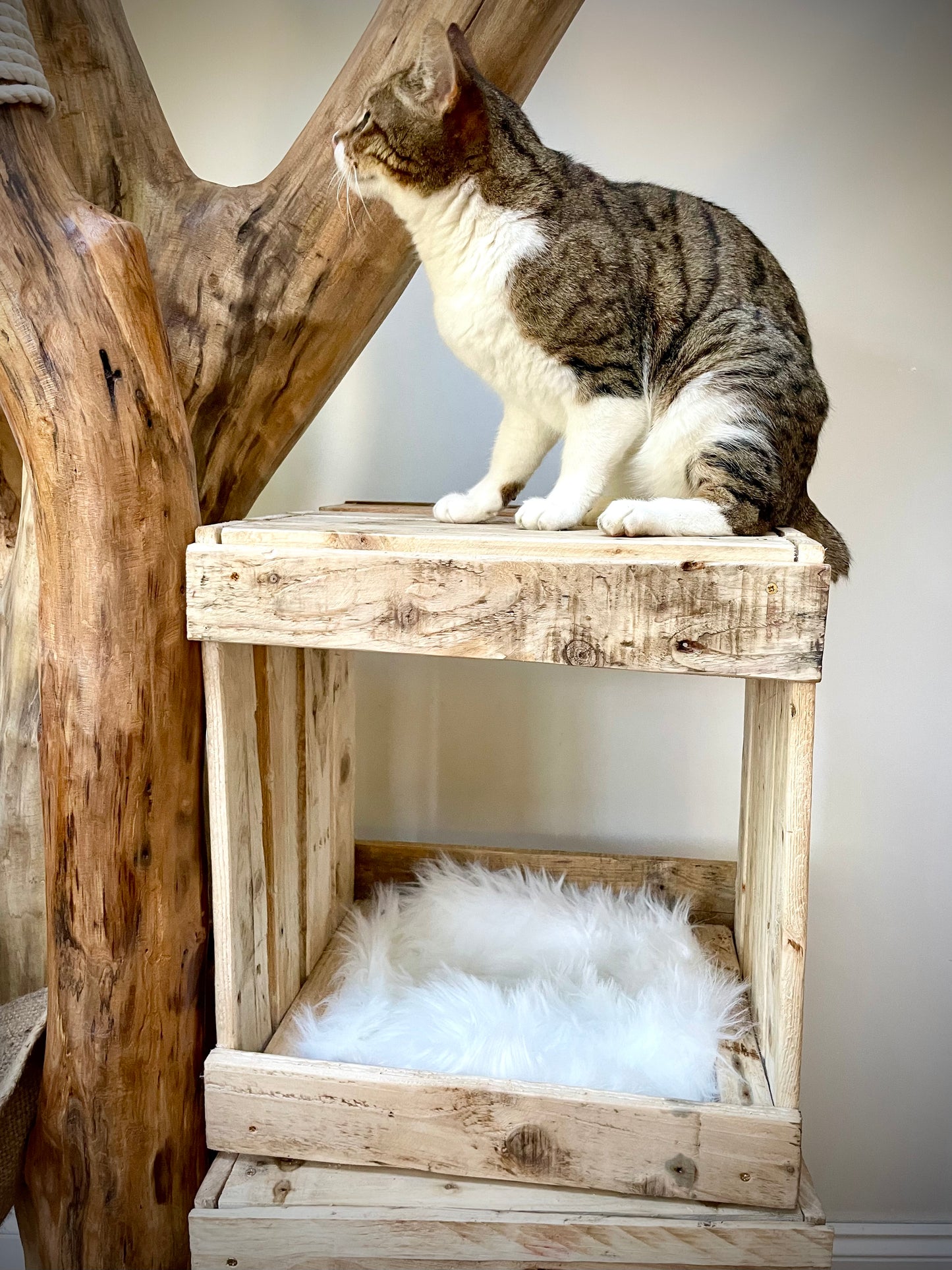 The Big Meowski