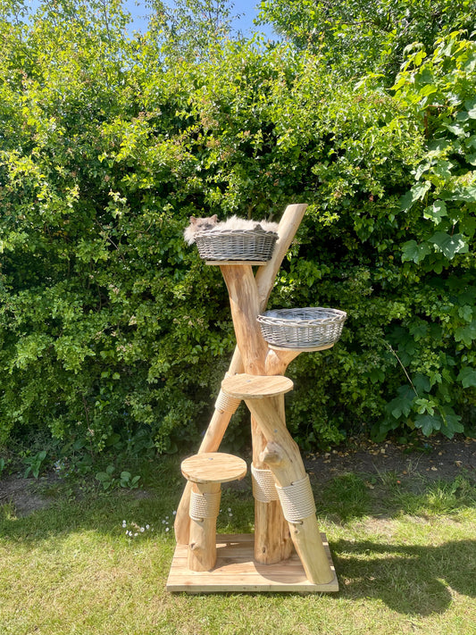 Aurora’s Goji Tree