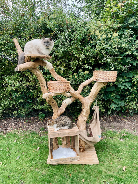 Woody Woodpecker’s Nuthouse