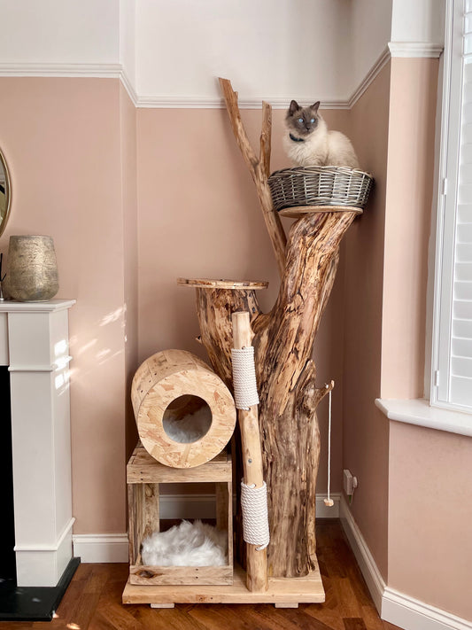 British short haired n’ sweet