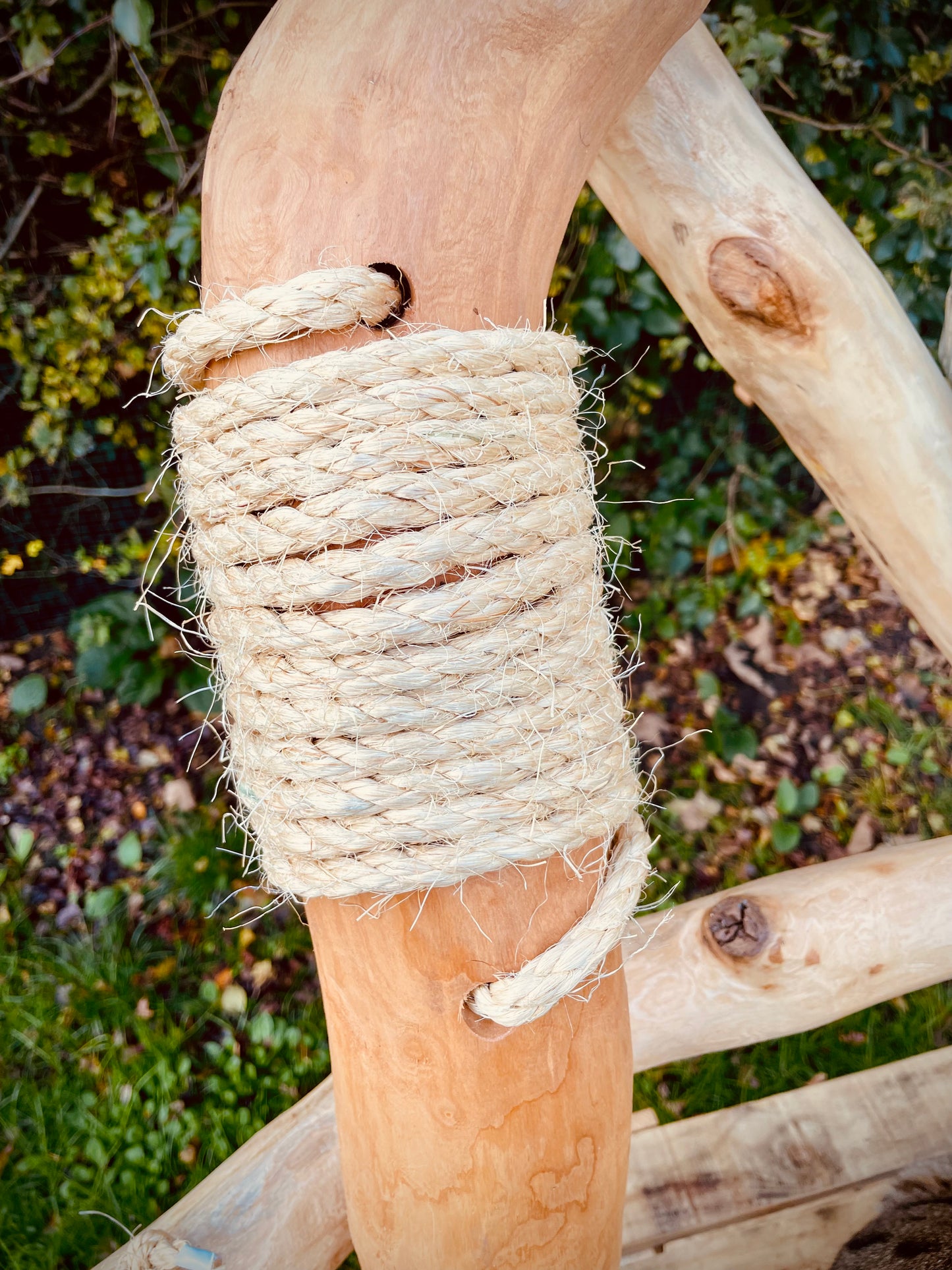 Teddy’s Twisted Tree Top