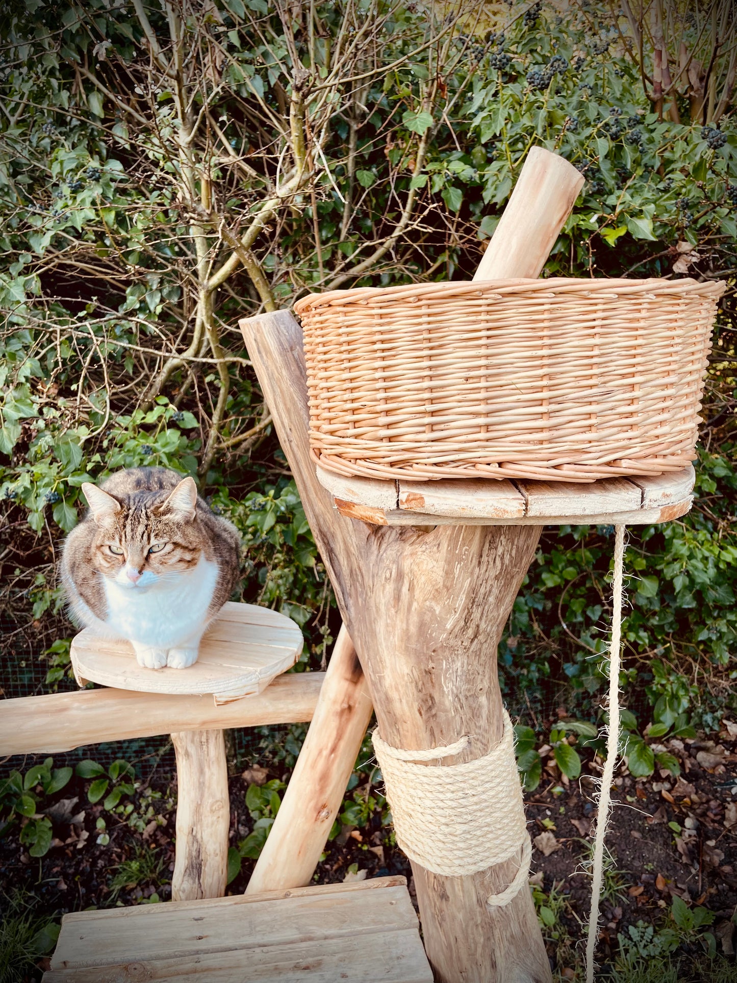 The Wham-Bam Kitty Climb-Jam