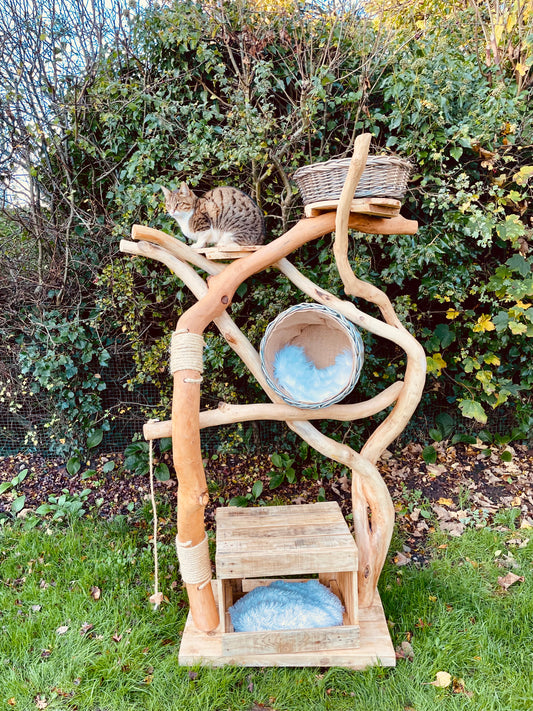 Teddy’s Twisted Tree Top