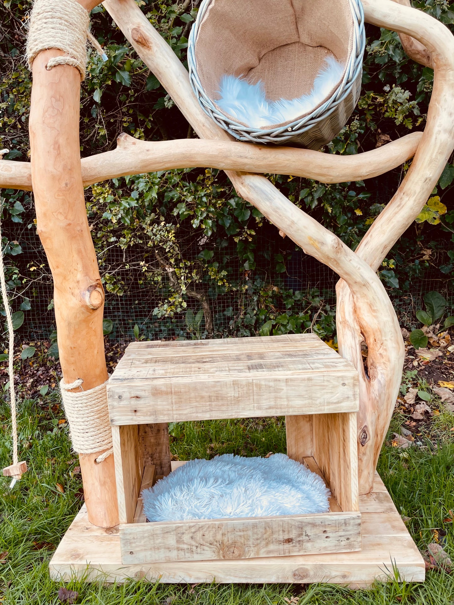 Teddy’s Twisted Tree Top