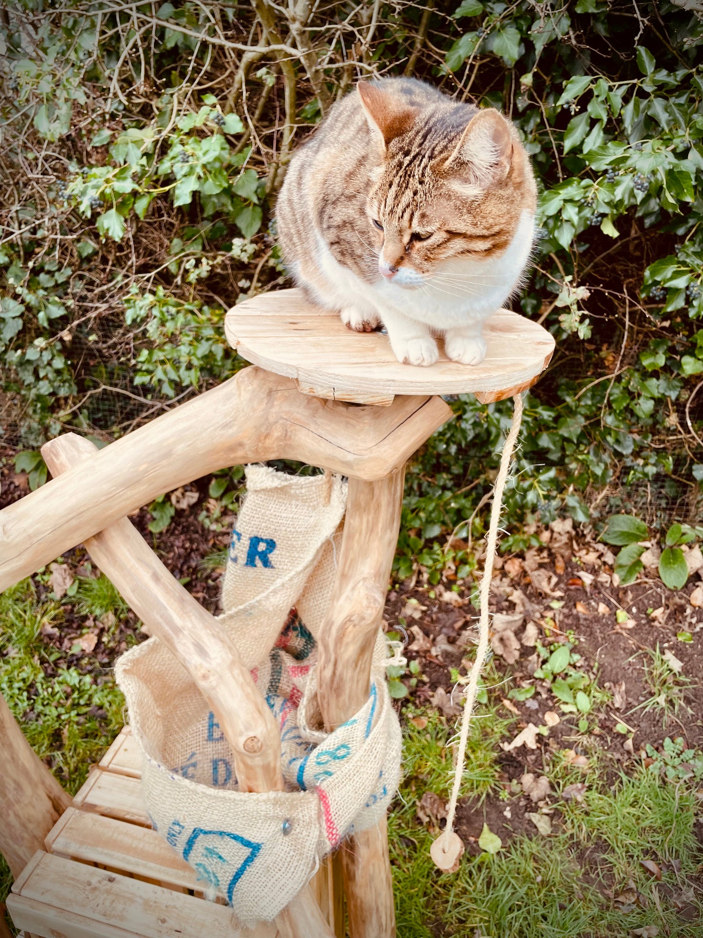 Meowchi’s Little Lodge