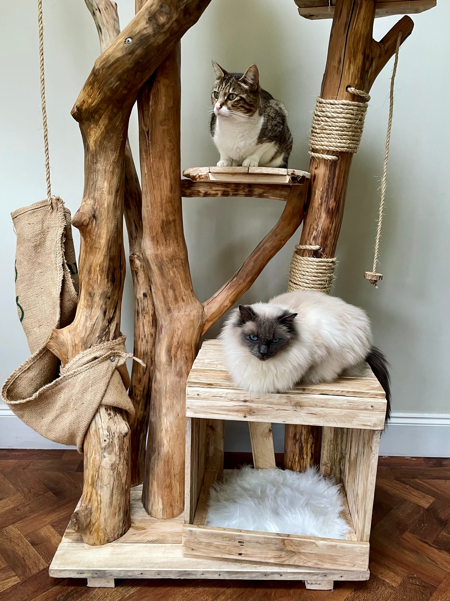 Maple the Maine Coon’s Mega Monolith