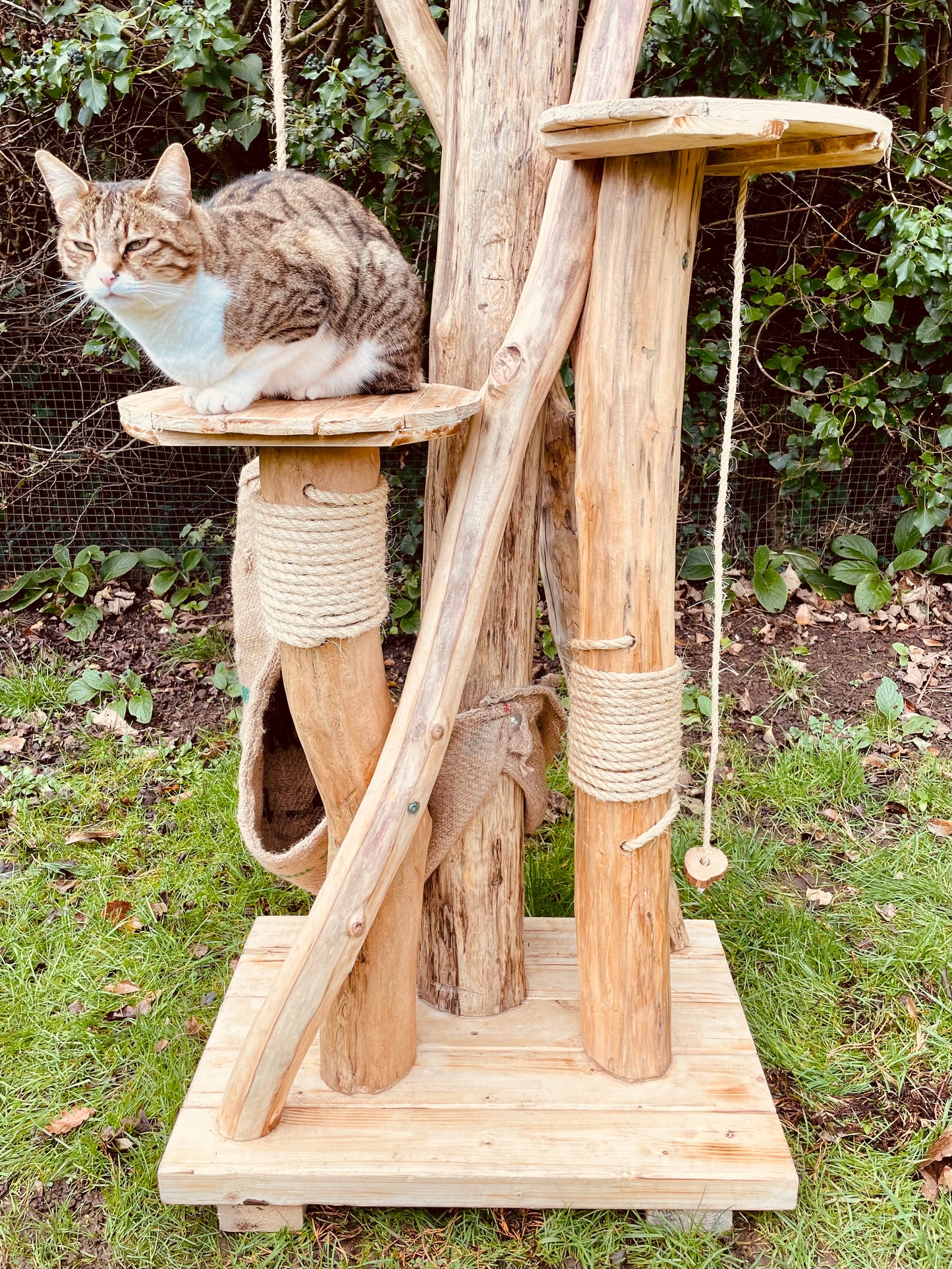 The Grand Purrch