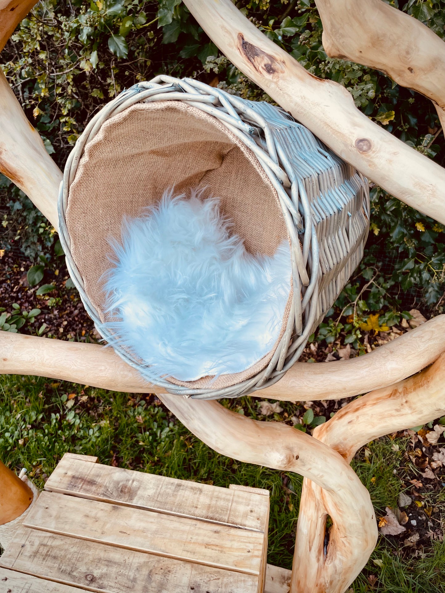 Teddy’s Twisted Tree Top