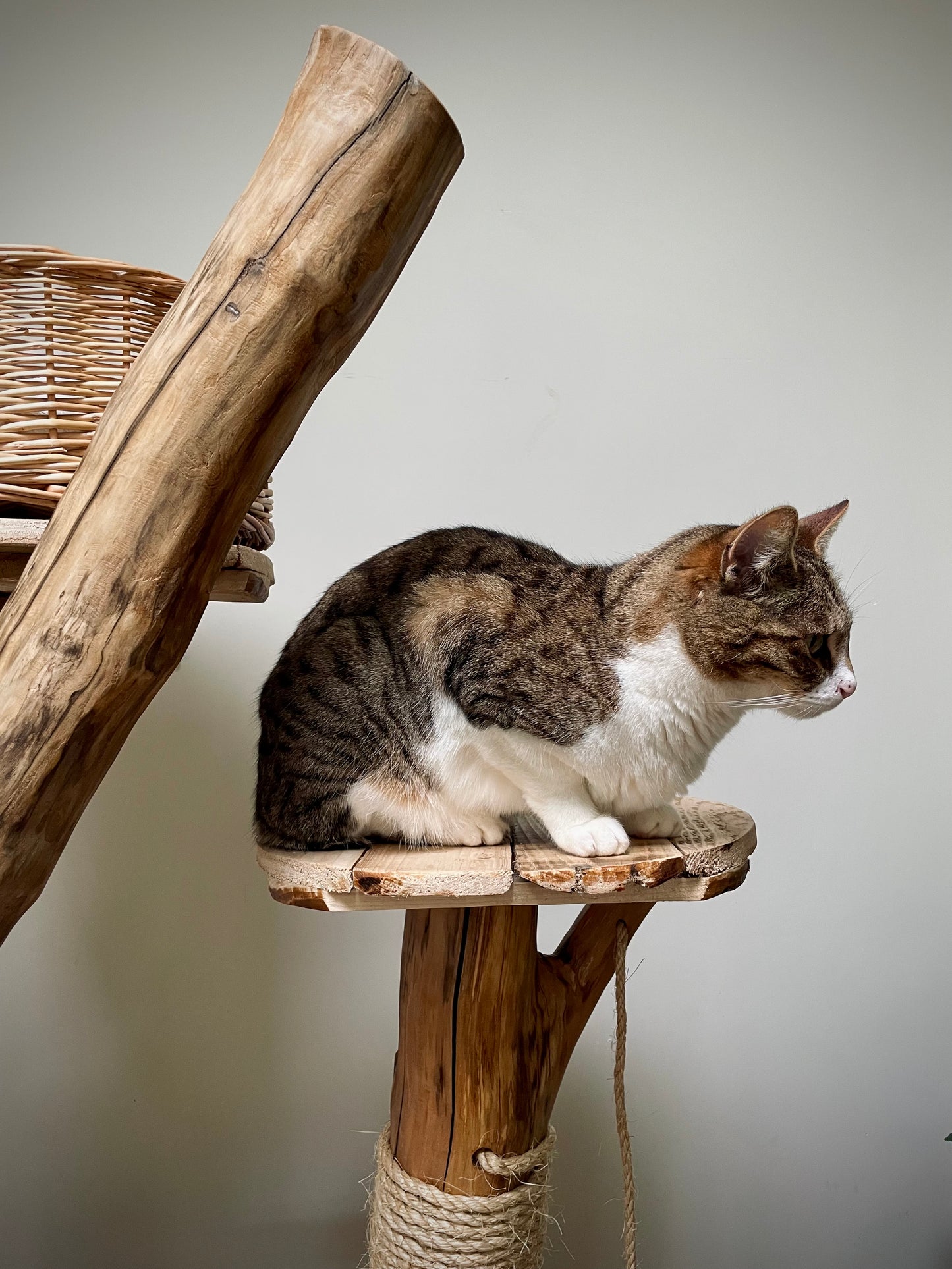 Maple the Maine Coon’s Mega Monolith