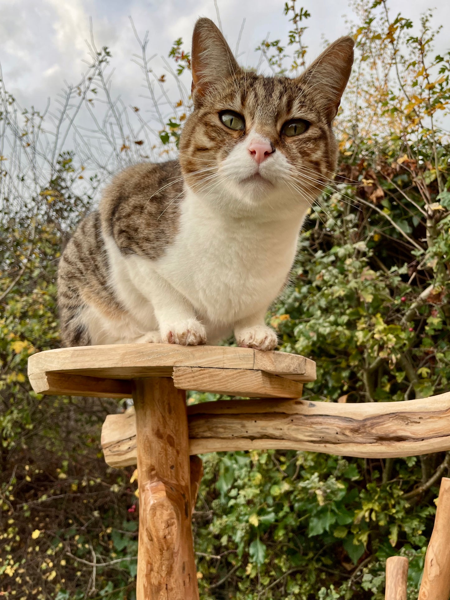 Charlotte’s Log Cabin