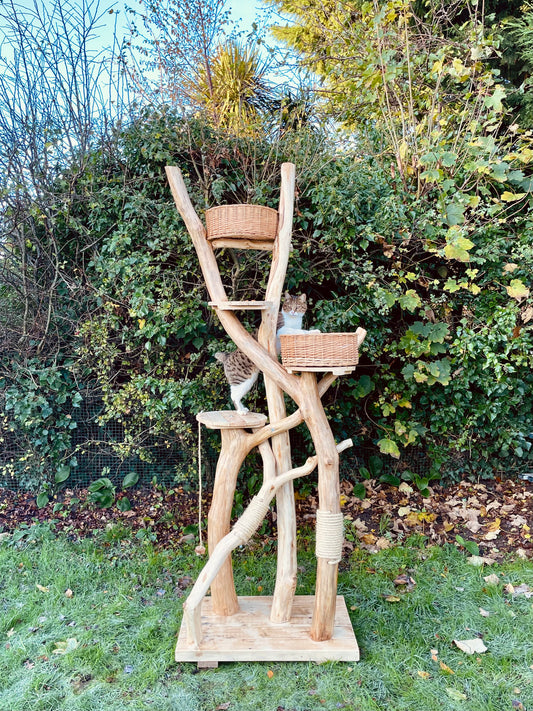 Little Nicky’s Noddy Noo