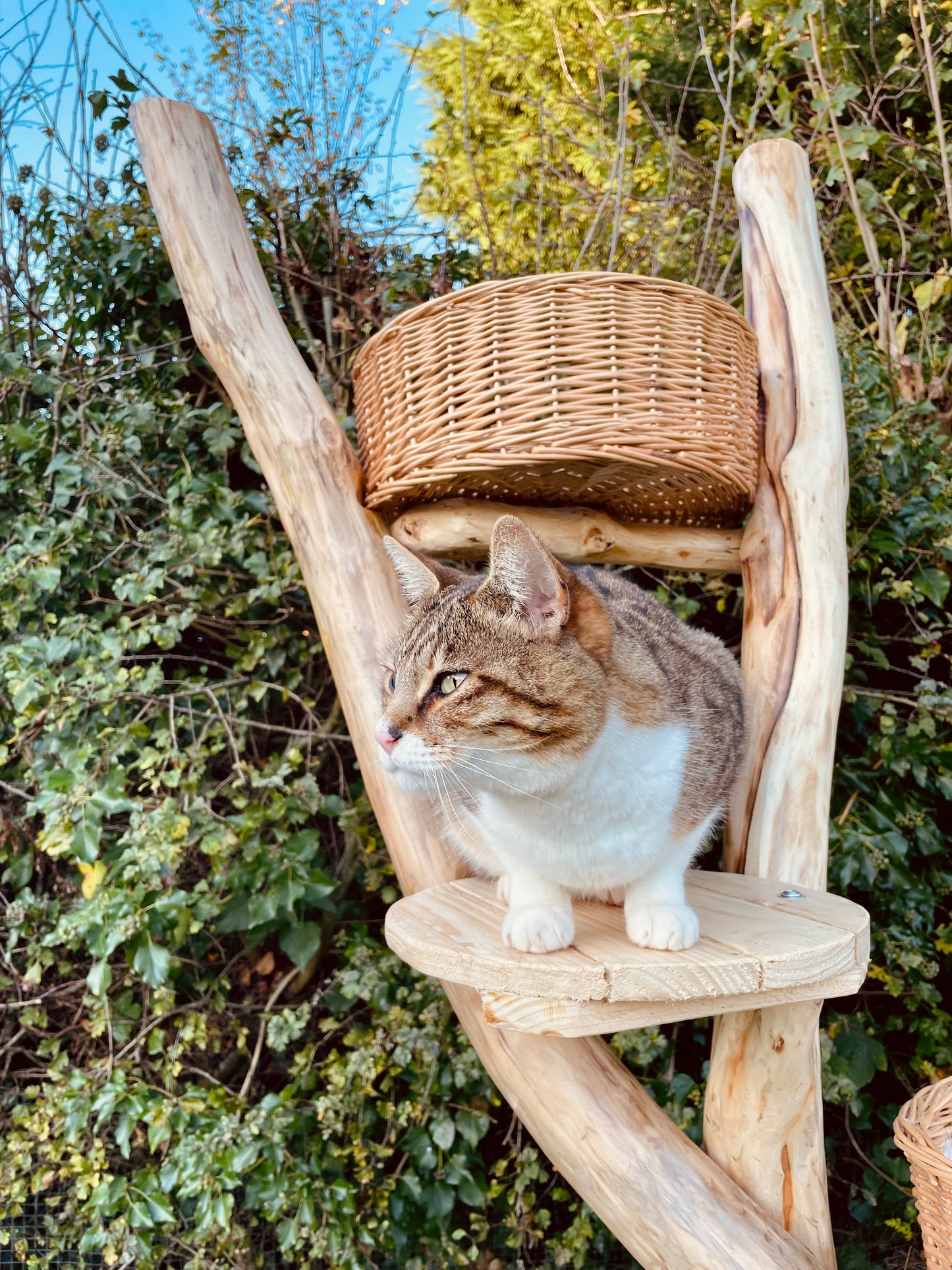 Little Nicky’s Noddy Noo