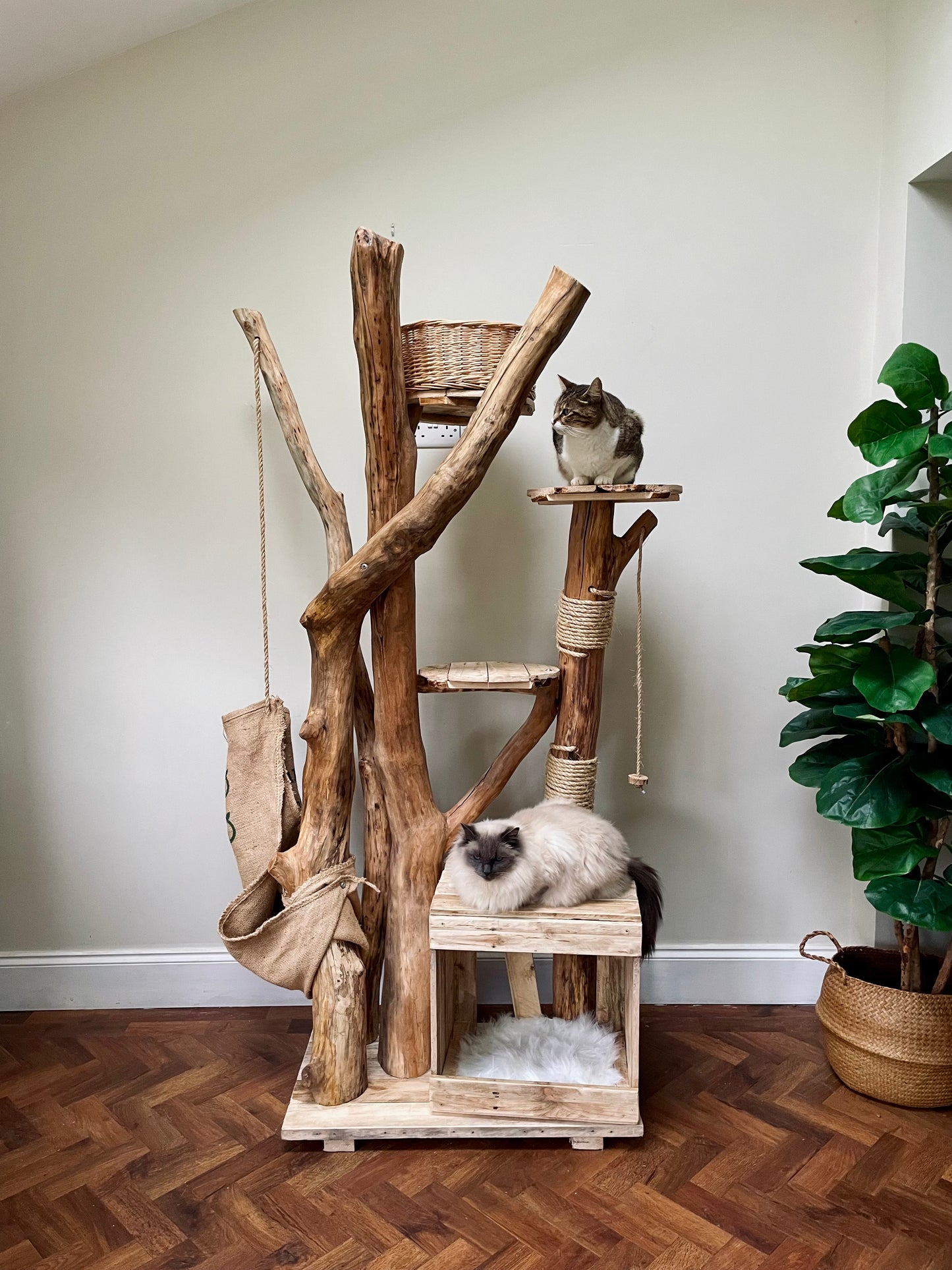 Maple the Maine Coon’s Mega Monolith