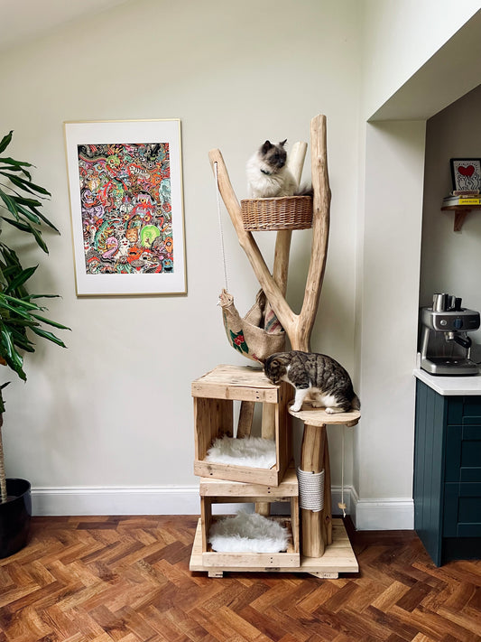 Meowi Maui’s Mountain