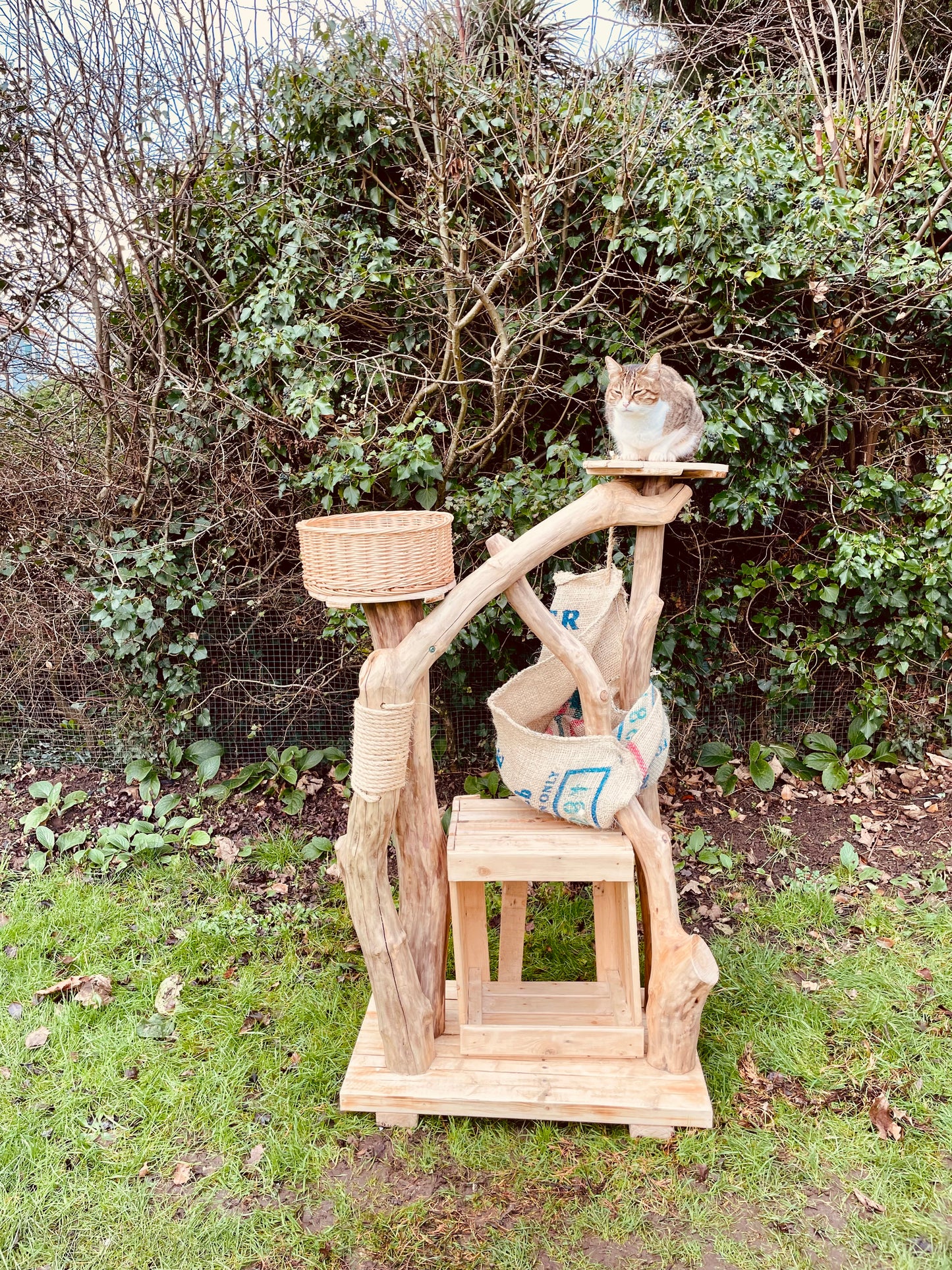Meowchi’s Little Lodge