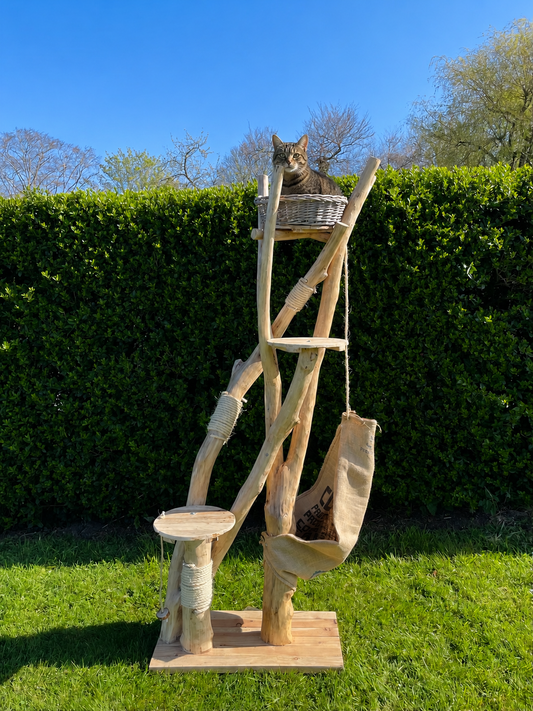 The Tidalwood Regency Climbing Suite